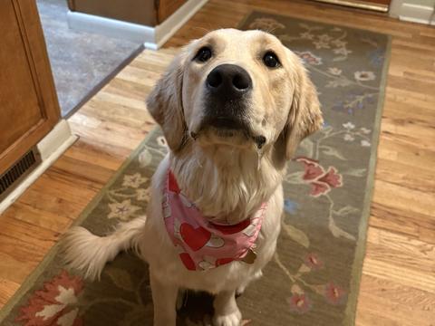 Nala, a rescue dog through IDGRR