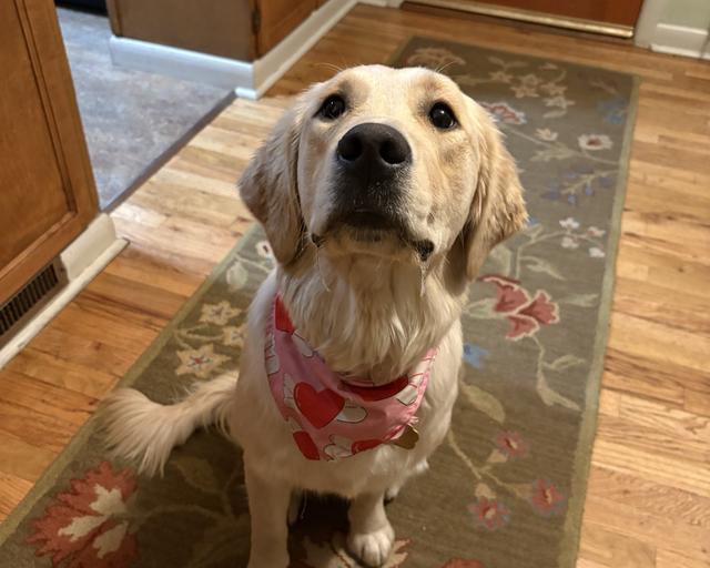 Nala, a rescue dog through IDGRR