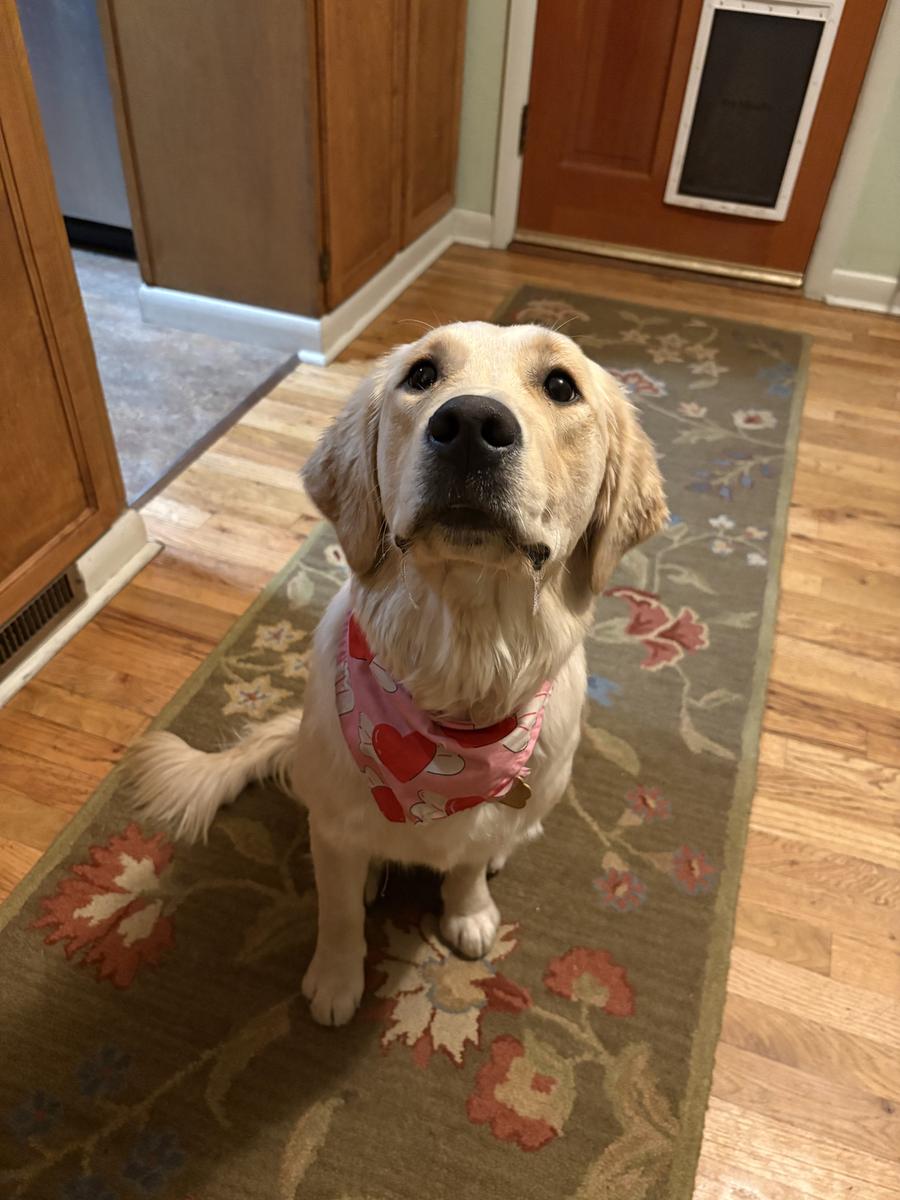 Nala, a rescue dog through IDGRR