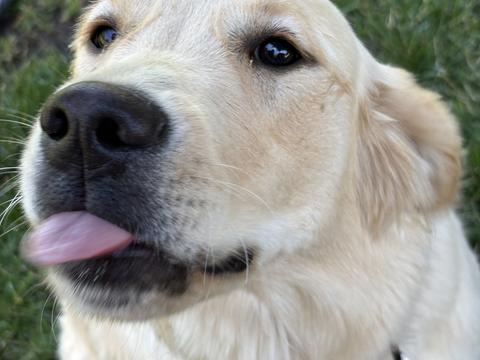 Nala, a rescue dog through IDGRR
