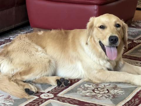 Mazi, a rescue dog through IDGRR
