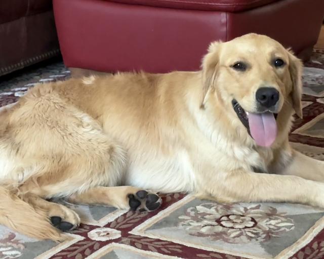 Mazi, a rescue dog through IDGRR
