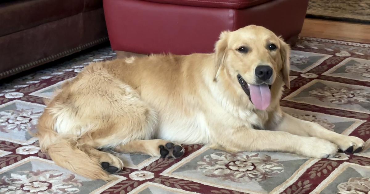 Mazi, a rescue dog through IDGRR