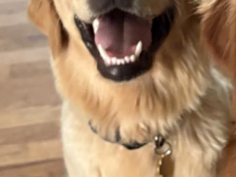 Mazi, a rescue dog through IDGRR