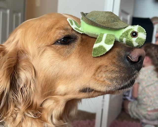 River, a rescue dog through IDGRR