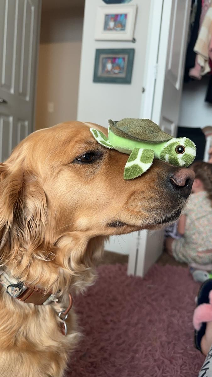 River, a rescue dog through IDGRR