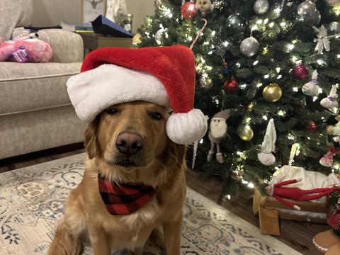 River, a rescue dog through IDGRR