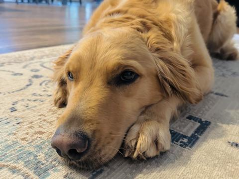 River, a rescue dog through IDGRR