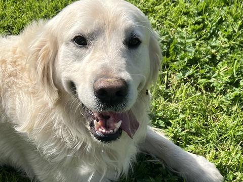 Henry, a rescue dog through IDGRR
