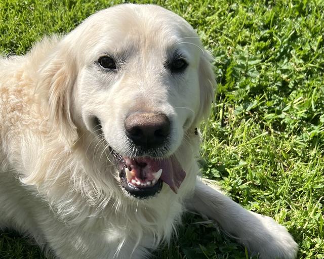 Henry, a rescue dog through IDGRR