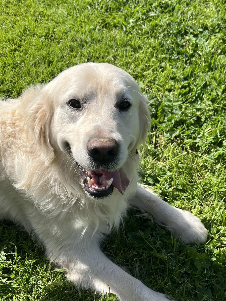 Henry, a rescue dog through IDGRR