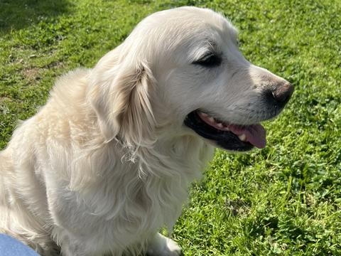 Henry, a rescue dog through IDGRR