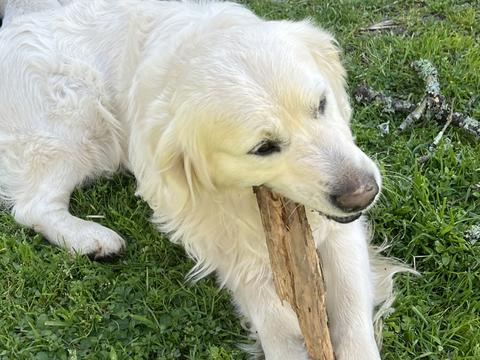 Henry, a rescue dog through IDGRR