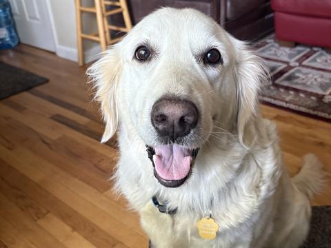Oakley, a rescue dog through IDGRR