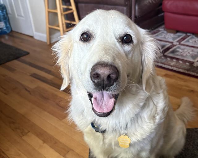 Oakley, a rescue dog through IDGRR