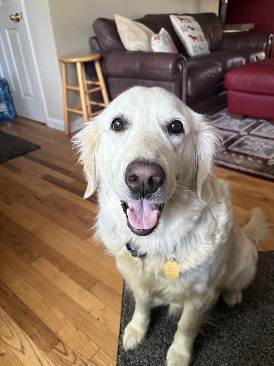 Oakley, a rescue dog through IDGRR