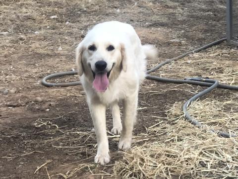 Oakley, a rescue dog through IDGRR
