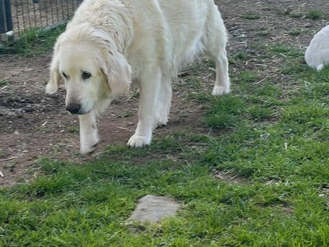 Oakley, a rescue dog through IDGRR