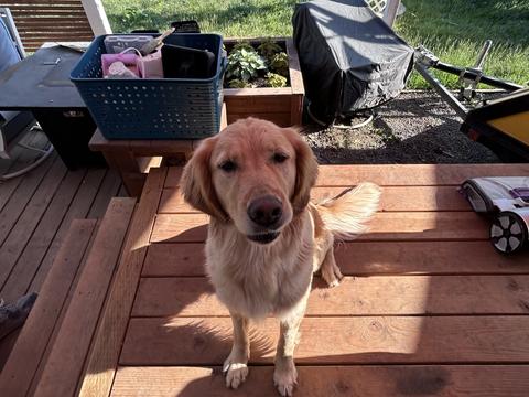 Hera, a rescue dog through IDGRR