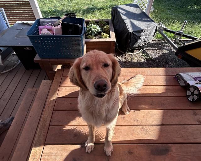 Hera, a rescue dog through IDGRR