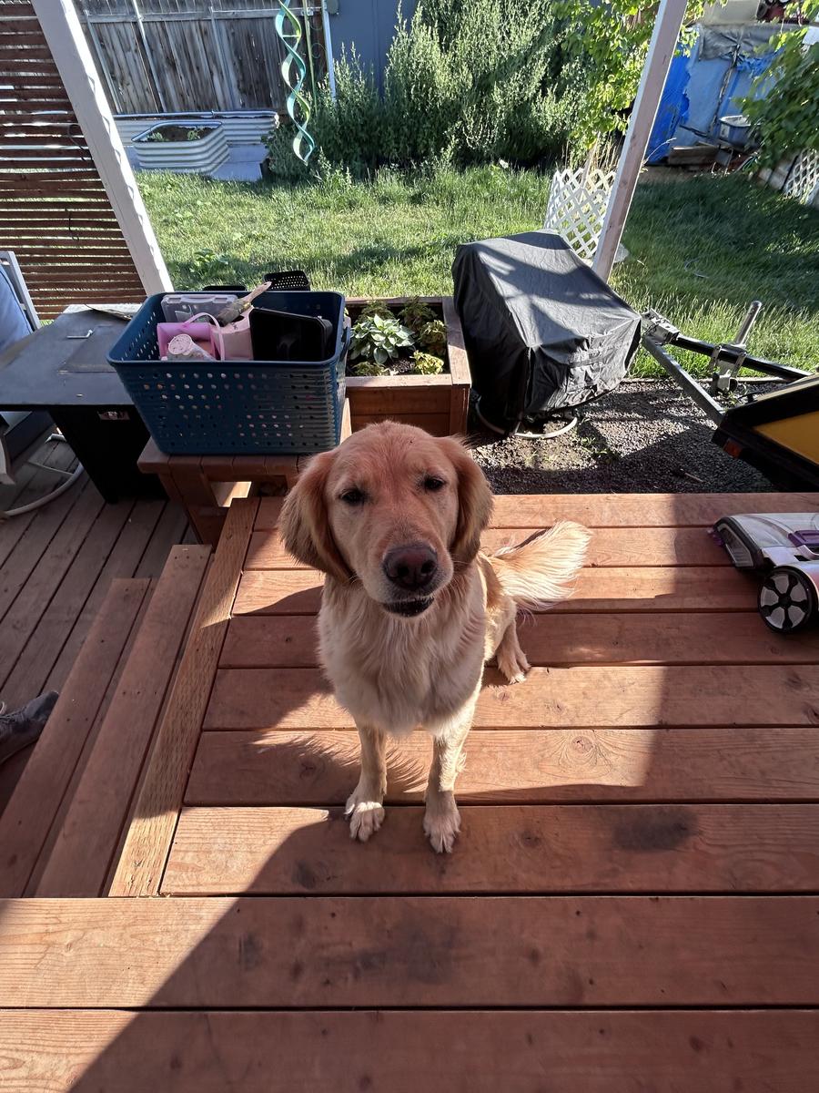 Hera, a rescue dog through IDGRR