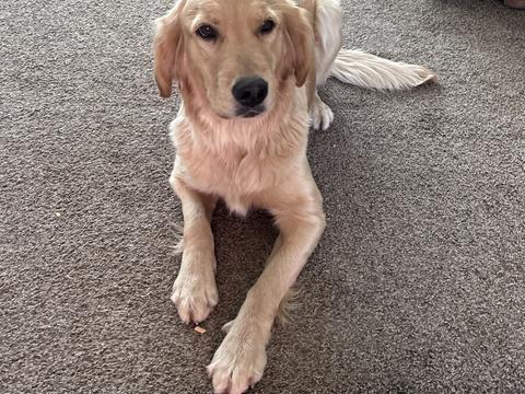 Hera, a rescue dog through IDGRR