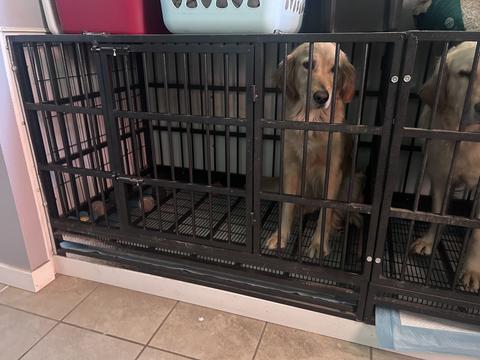Hera, a rescue dog through IDGRR
