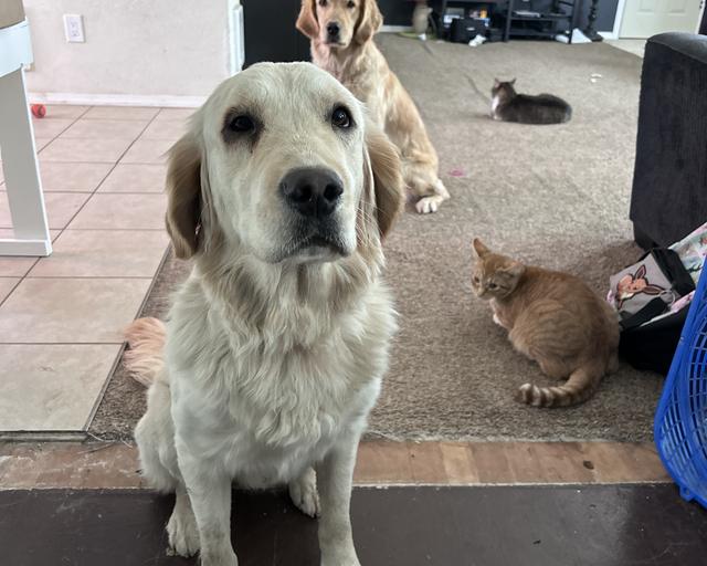 Sephy, a rescue dog through IDGRR
