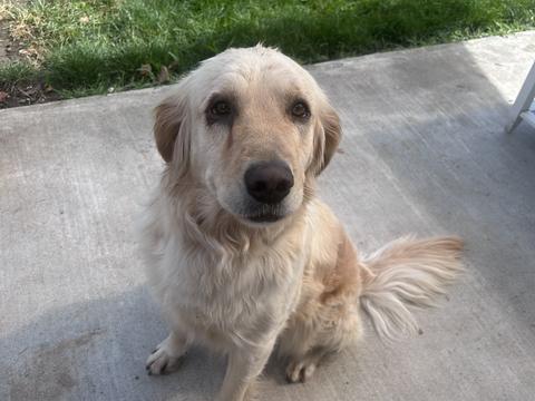 Sephy, a rescue dog through IDGRR