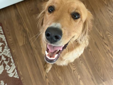 Maple, a rescue dog through IDGRR