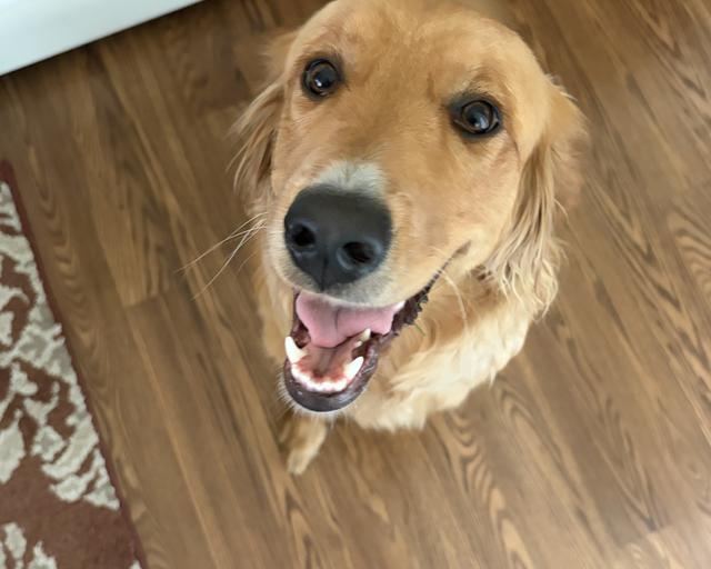 Maple, a rescue dog through IDGRR