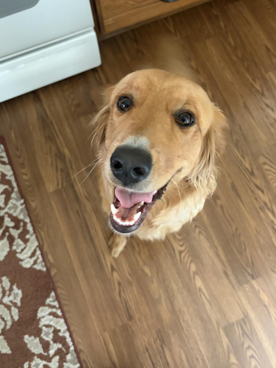 Maple, a rescue dog through IDGRR