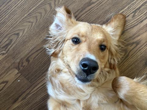 Maple, a rescue dog through IDGRR