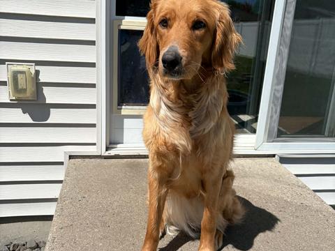 Maple, a rescue dog through IDGRR