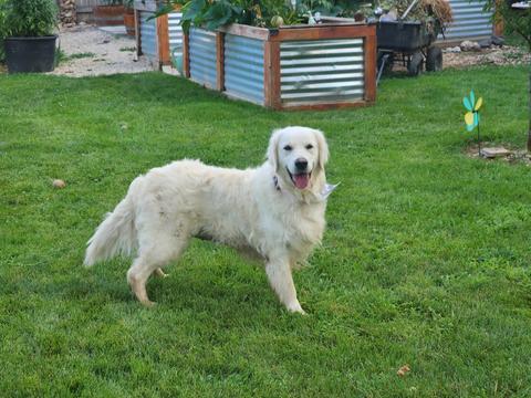 Gracie, a rescue dog through IDGRR