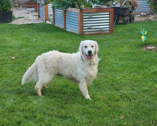 Gracie, a rescue dog through IDGRR