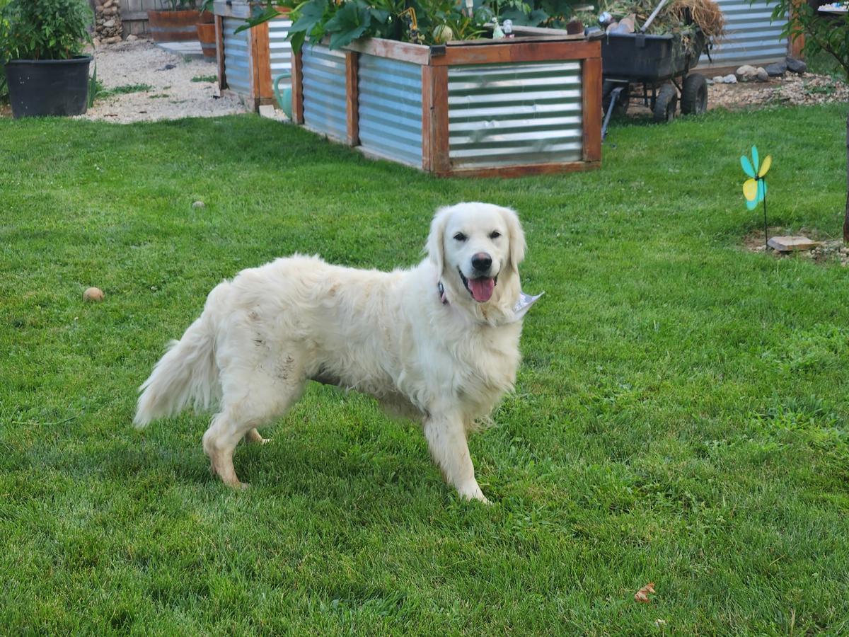 Gracie, a rescue dog through IDGRR