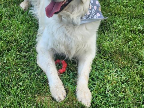 Gracie, a rescue dog through IDGRR