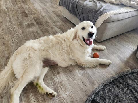 Gracie, a rescue dog through IDGRR