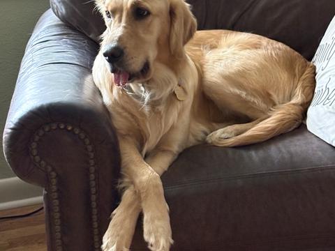 Winnie, a rescue dog through IDGRR