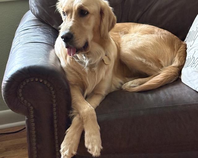 Winnie, a rescue dog through IDGRR