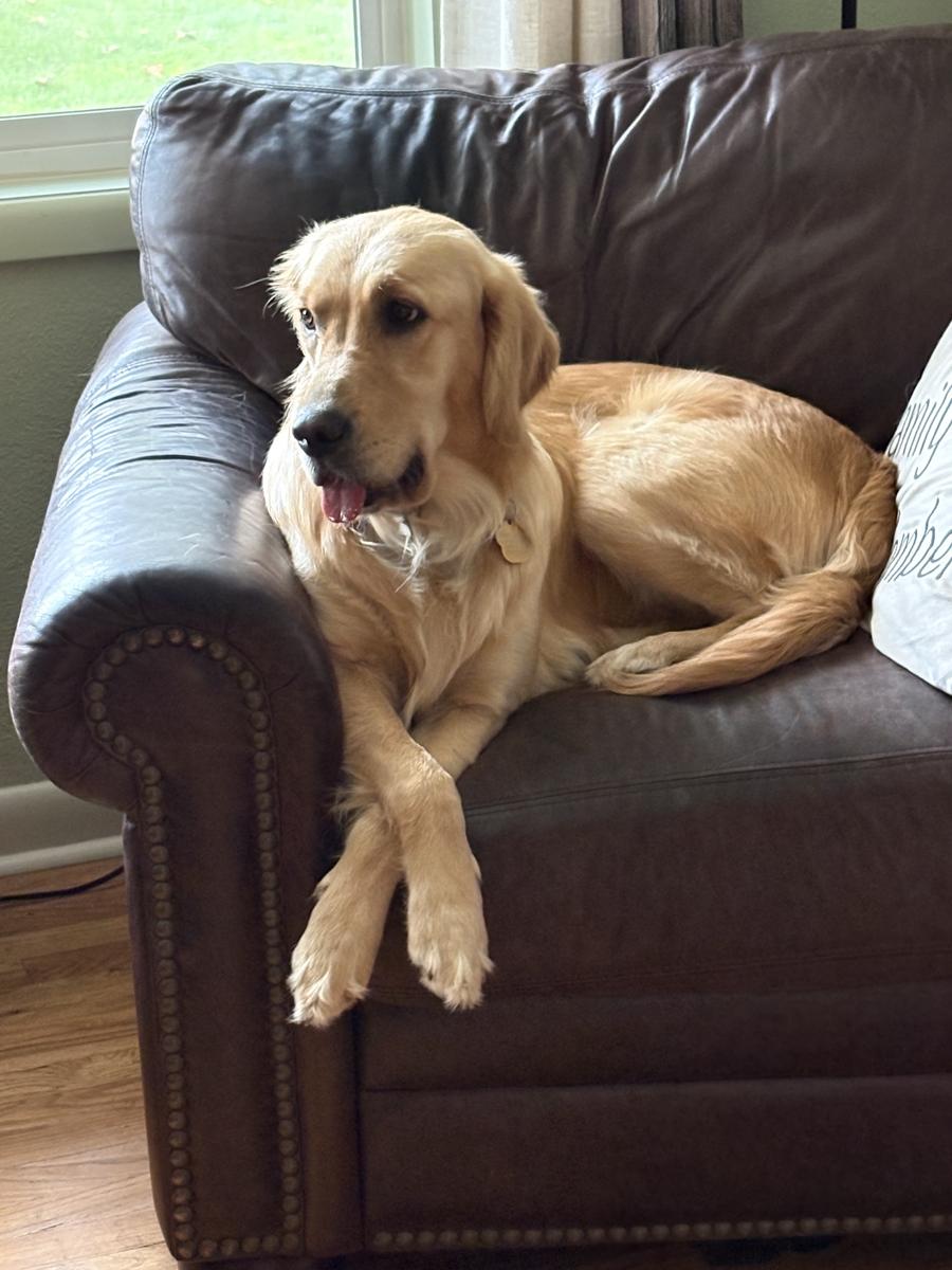 Winnie, a rescue dog through IDGRR