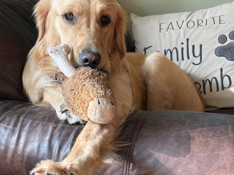 Winnie, a rescue dog through IDGRR
