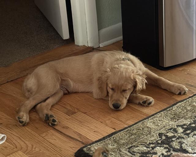 Reese, a rescue dog through IDGRR