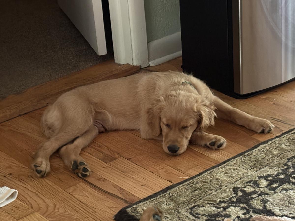 Reese, a rescue dog through IDGRR