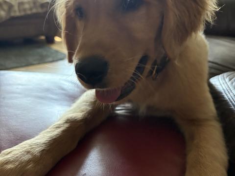 Reese, a rescue dog through IDGRR