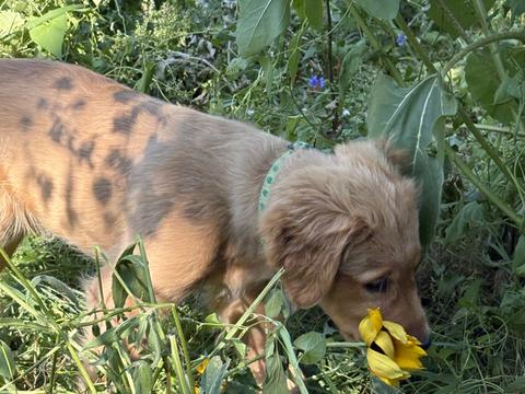 Reese, a rescue dog through IDGRR