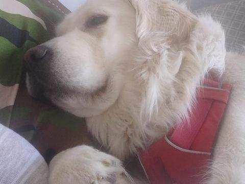 Cora, a rescue dog through IDGRR