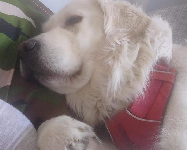 Cora, a rescue dog through IDGRR