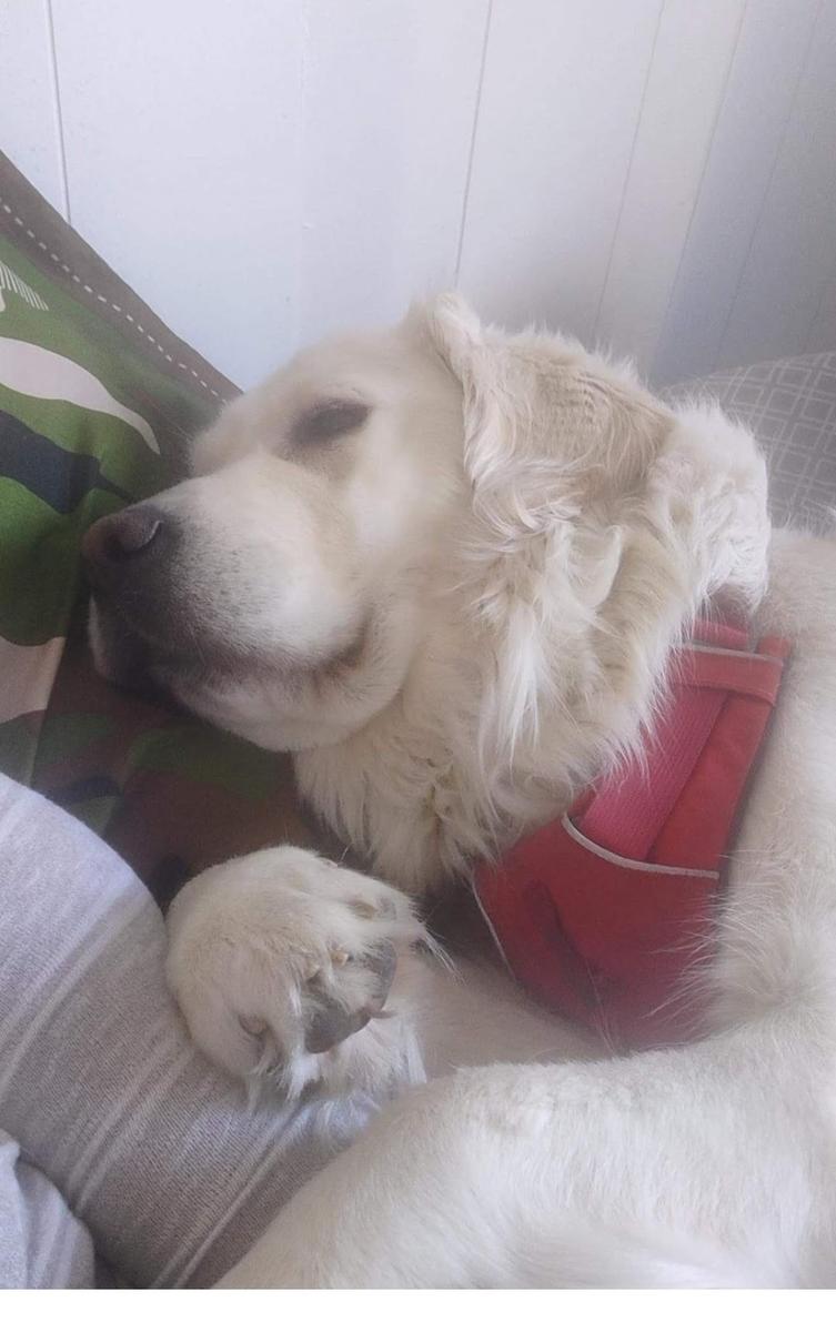 Cora, a rescue dog through IDGRR